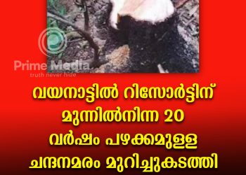 വയനാട്ടിൽ റിസോർട്ടിനു മുന്നിൽ നിന്ന് 20 വർഷം പഴക്കമുള്ള ചന്ദനമരം മുറിച്ചു കടത്തി