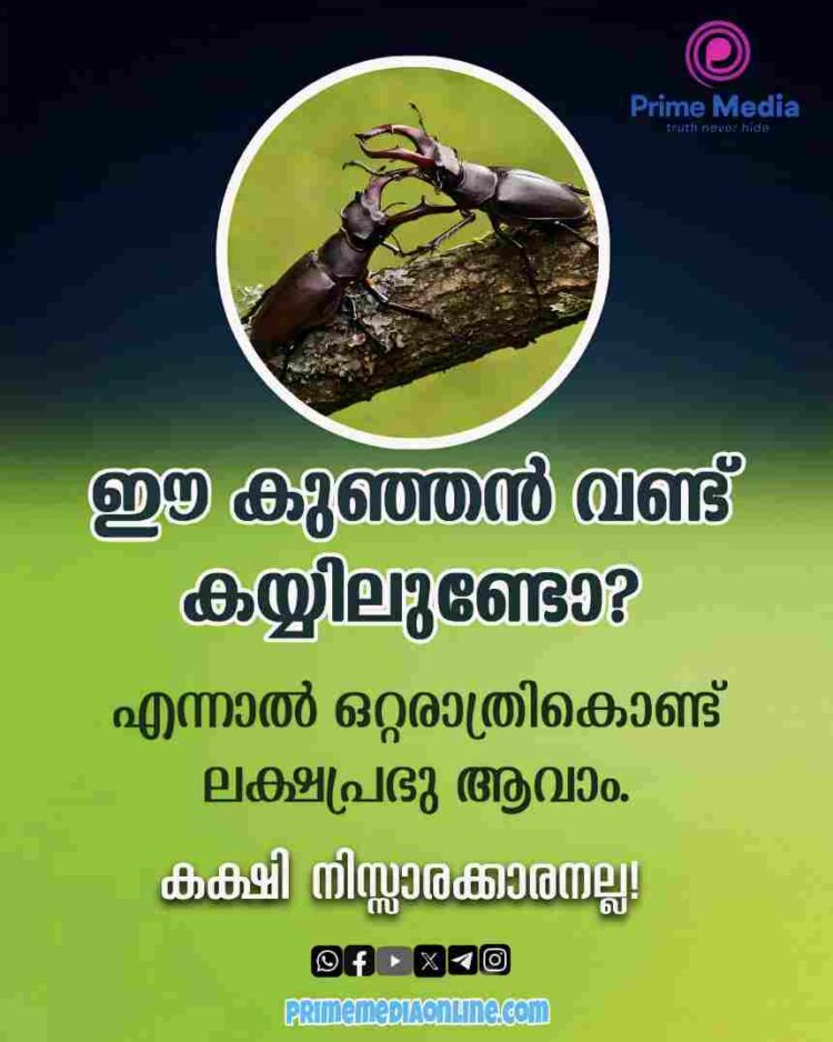 ഈ കുഞ്ഞൻ വണ്ട് കയ്യിലുണ്ടോ? എന്നാൽ ഒറ്റരാത്രികൊണ്ട് ലക്ഷപ്രഭു ആവാം. കക്ഷി നിസ്സാരക്കാരനല്ല!