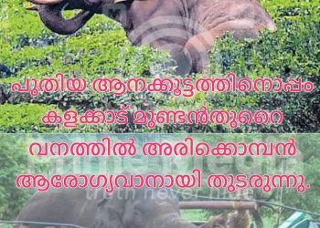 പുതിയ ആനക്കൂട്ടത്തിനൊപ്പം കളക്കാട് മുണ്ടൻതുറൈ വനത്തിൽ അരിക്കൊമ്പൻ ആരോഗ്യവാനായി തുടരുന്നു.