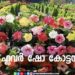 ഇന്ന് മുതൽ കോട്ടയത്ത് വിദേശയിനം പൂക്കളുടെ വർണ്ണ വിസ്മയം ഒരുക്കികൊണ്ട് കേരളത്തിൽ ആദ്യമായി യൂറോപ്യൻ മോഡൽ ഫ്ളവർ ഷോ