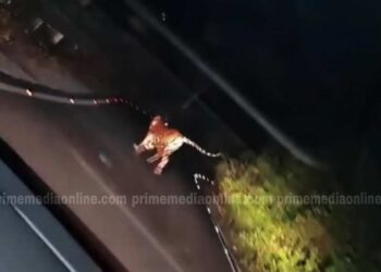 കാറിനു മുന്നിലേക്ക് കുതിച്ചുചാടി കടുവ, അലറി വിളിച്ച് യാത്രക്കാർ ; പീരുമേട് പരുന്തുംപാറയിൽ കാറിനു കുറുകെ ചാടിയ കടുവയുടെ വീഡിയോ വൈറൽ