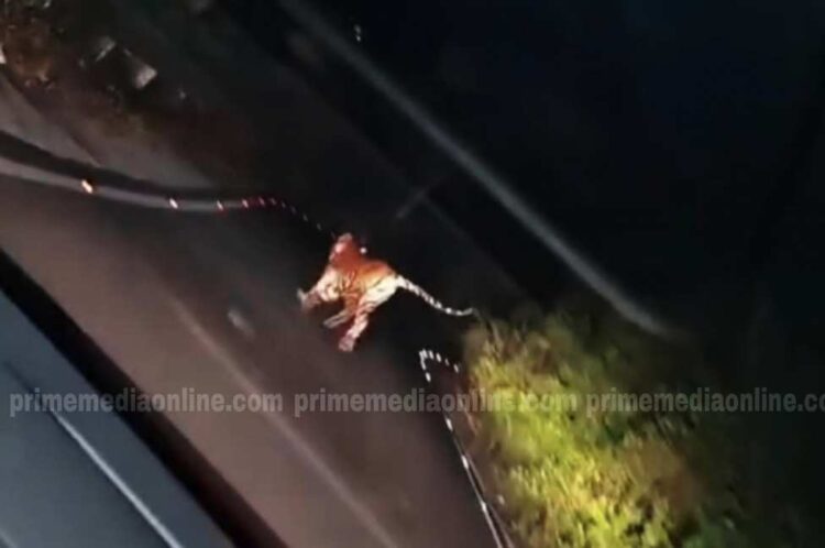 കാറിനു മുന്നിലേക്ക് കുതിച്ചുചാടി കടുവ, അലറി വിളിച്ച് യാത്രക്കാർ ; പീരുമേട് പരുന്തുംപാറയിൽ കാറിനു കുറുകെ ചാടിയ കടുവയുടെ വീഡിയോ വൈറൽ