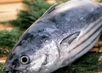 അന്താരാഷ്ട്ര മാർക്കറ്റിൽ പൊന്നും വിലയുള്ള  ചൂരയ്ക്ക് കേരളതീരത്ത് പിടിക്കുമ്പോൾ തീരെ വിലയില്ല! കേരളത്തിലെ ചൂരയ്ക്ക് വില കിട്ടാത്തത് എന്തുകൊണ്ട് ?