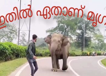 കുട്ടിയാനകളെ പ്രകോപിപ്പിച്ച് യുവാവ്; താക്കീതുമായി ഐ.എഫ്.എസ് ഉദ്യോഗസ്ഥൻ.