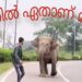 കുട്ടിയാനകളെ പ്രകോപിപ്പിച്ച് യുവാവ്; താക്കീതുമായി ഐ.എഫ്.എസ് ഉദ്യോഗസ്ഥൻ.