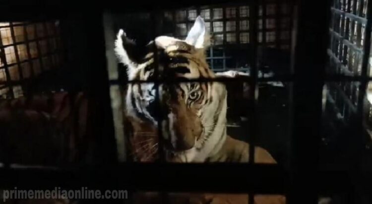 പത്ത് ദിവസത്തെ ഭീതി ഒഴിഞ്ഞു; കടുവയെ കൂട്ടിലാക്കിയ സന്തോഷത്തിൽ ദേവർ ഗദ്ദയിലെ നാട്ടുകാർ