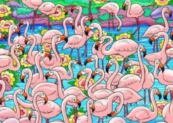 എല്ലാവരും ഇവിടേക്ക് ഒന്ന് നോക്കിക്കേ..ഈ കാണുന്ന ചിത്രത്തിൽ അരയന്നങ്ങളെ മാത്രമേ കാണുന്നുള്ളോ? അതോ മറ്റെന്തെങ്കിലുംകൂടി ഉണ്ടോ? ഒന്ന് കണ്ടെത്തിയാലോ!!!