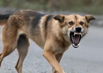 കോവളം ബീച്ചിൽ റഷ്യൻ വനിതയ്ക്കു നേരെ തെരുവുനായുടെ ആക്രമണം; കാലിൽ കടിയേറ്റു.