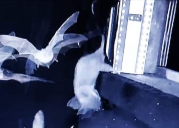 “പറക്കുന്ന വവ്വാലുകളെ വേട്ടയാടുന്ന എലികൾ” ; പകർച്ചവ്യാധി സാധ്യത ; ആശങ്ക ഉയരുന്നു