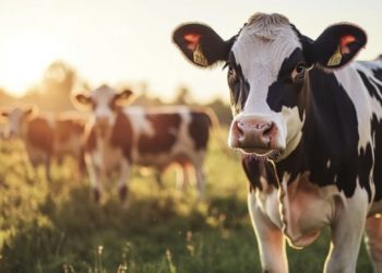 ചരിത്രത്തിൽ ആദ്യമായി പശുവിനെ കൊന്നതിന് മൂന്നുപേര്‍ക്ക് ജീവപര്യന്തം