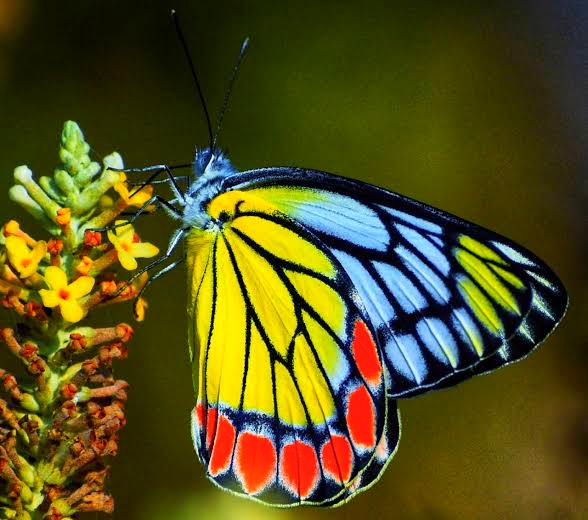 ഈ സുന്ദരിയെ അറിയുമോ?? ഇവളാണ് ‘വിലാസിനി’!!!