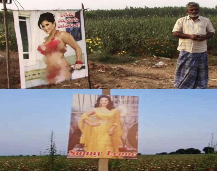 പാടത്തിനു കണ്ണുകിട്ടാതിരിക്കാൻ സണ്ണി ലിയോണിന്റെ പോസ്റ്റർ ; ആന്ധ്രയിൽ കർഷകന്റെ വേറിട്ട പരീക്ഷണം വിജയിച്ചു