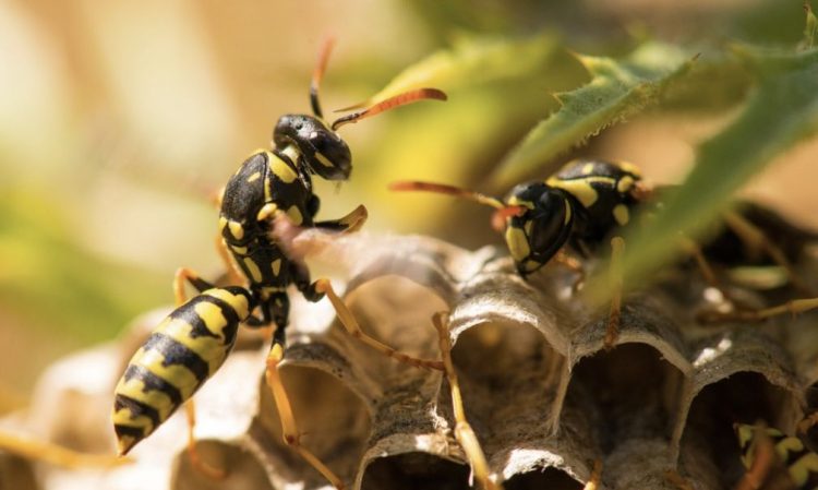 തൊഴിലുറപ്പ് തൊഴിലാളികൾക്ക് നേരെ കടന്നൽ ആക്രമണം ; രക്ഷിക്കാൻ ശ്രമിച്ച LDF സ്ഥാനാർഥിക്ക് കുത്തേറ്റു